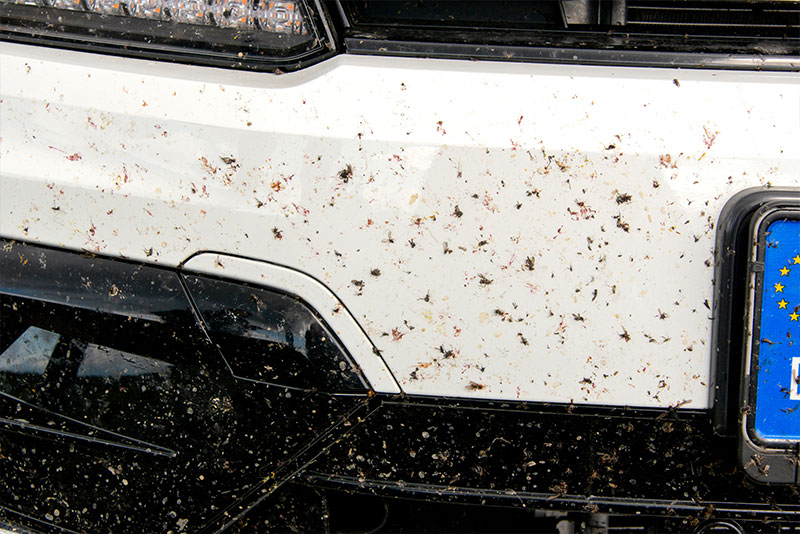 Insektenreste auf Autolack